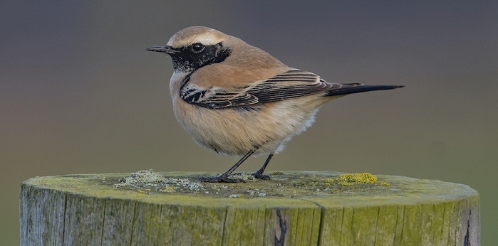 Desert Wheatear