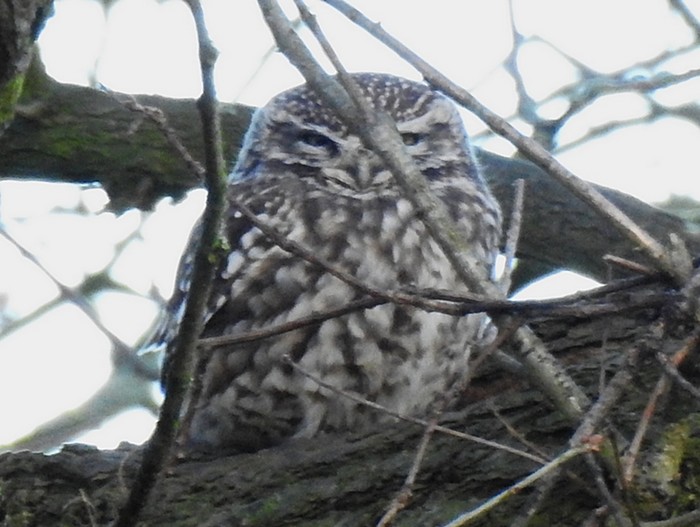 Little Owl