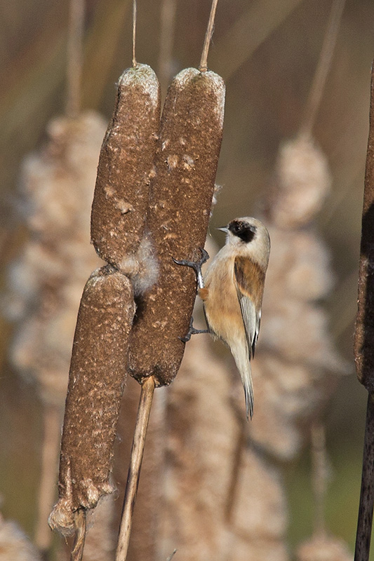 Penduline Tit