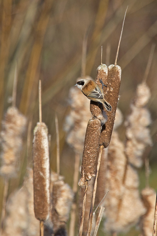 Penduline Tit