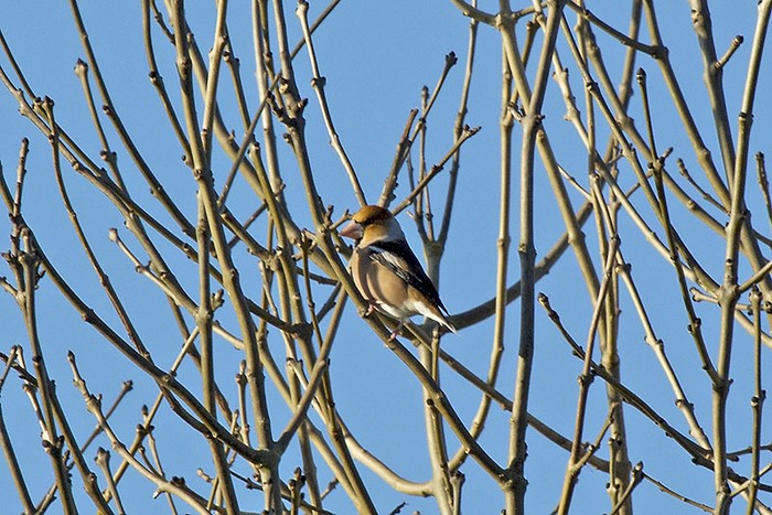 Hawfinch