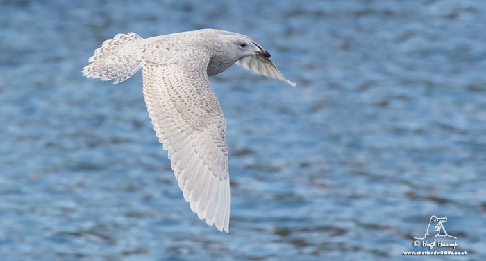 Iceland Gull