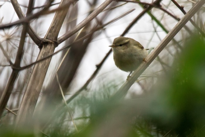 Hume's Warbler