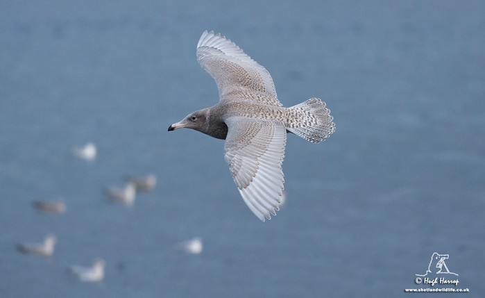 Glaucous Gull