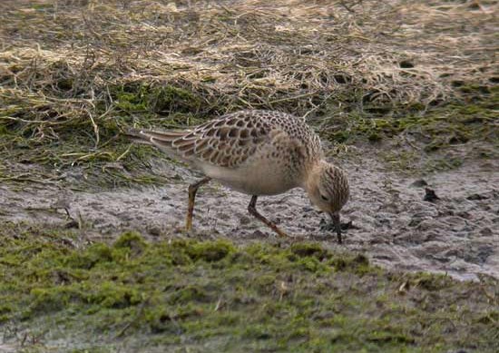 Buff-breasted Sandpiper