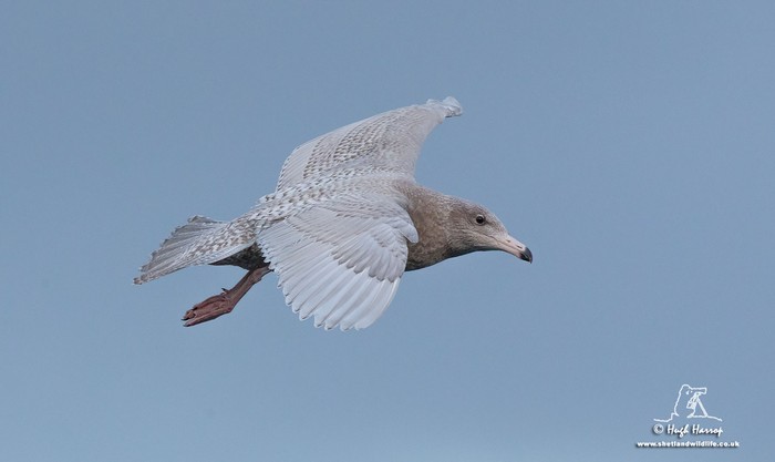 Glaucous Gull