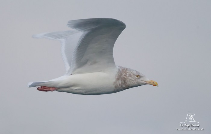 Glaucous Gull