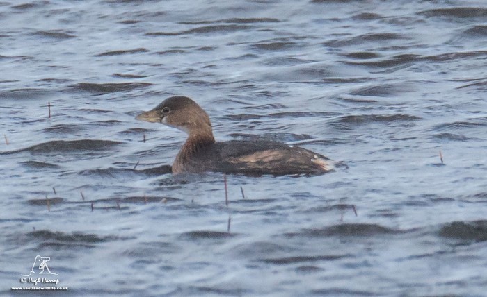 Pied-billed Grebe