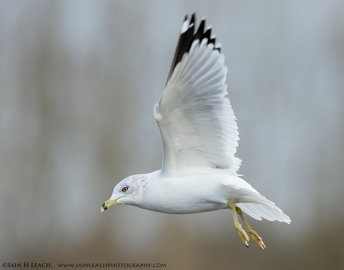 Ring-billed Gull