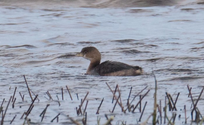 Pied-billed Grebe