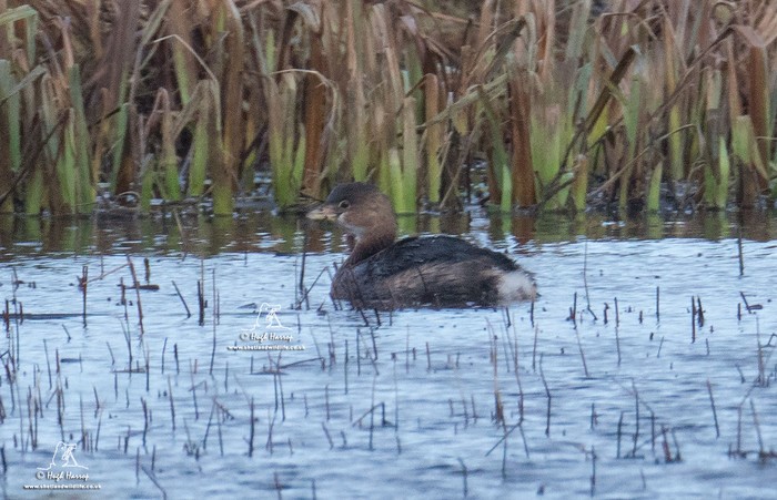 Pied-billed Grebe