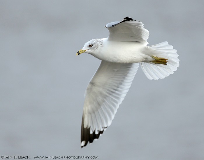 Ring-billed Gull