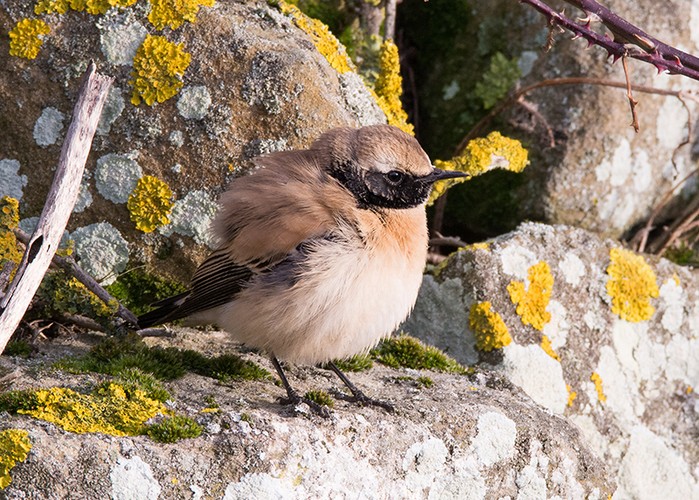 Desert Wheatear