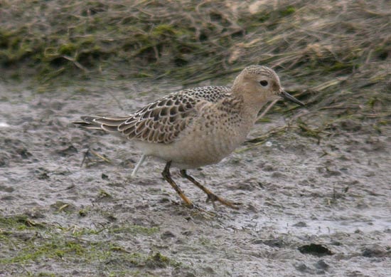 Buff-breasted Sandpiper