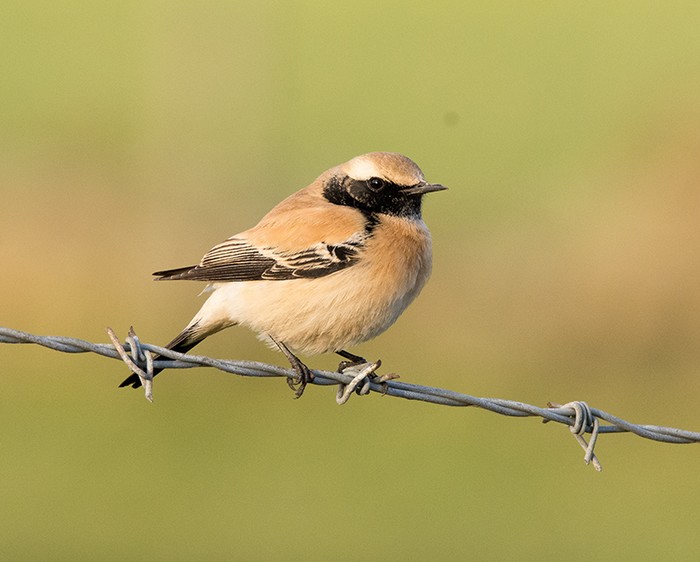 Desert Wheatear