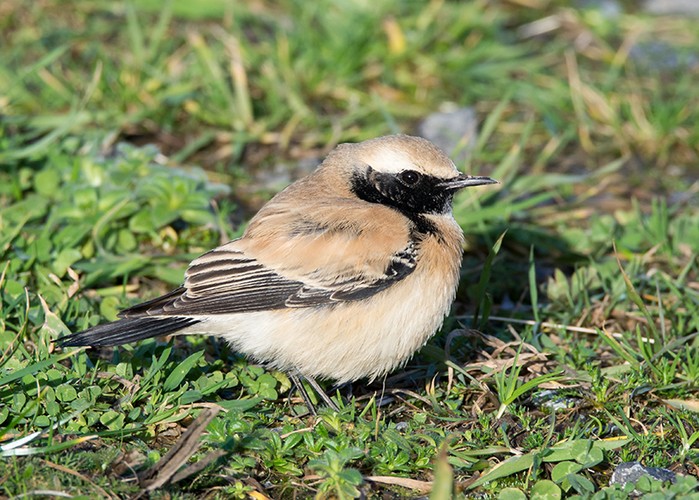 Desert Wheatear