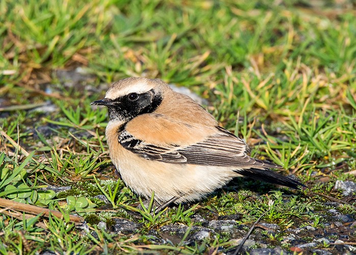 Desert Wheatear