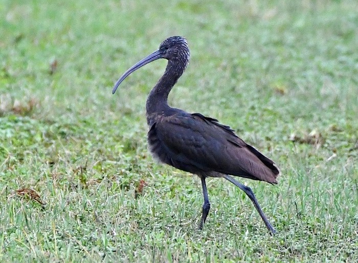 Glossy Ibis