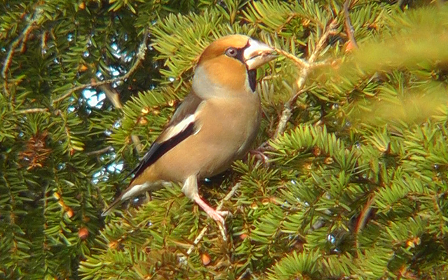 Hawfinch