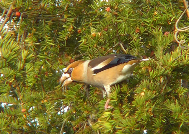 Hawfinch