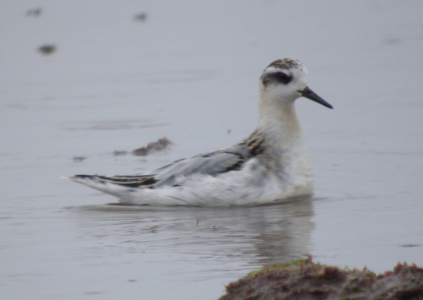Grey Phalarope