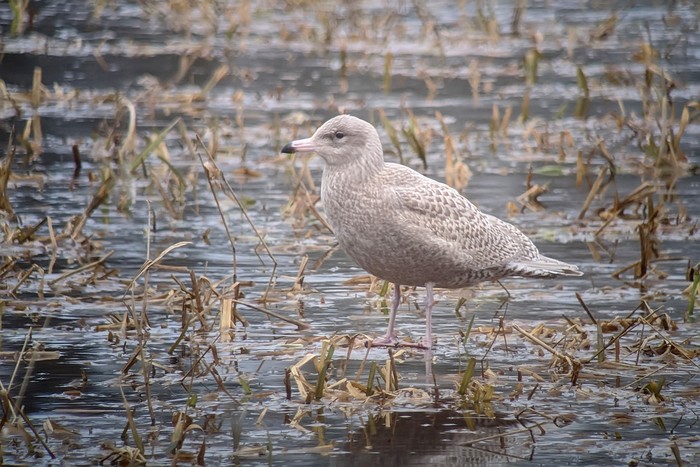 Glaucous Gull