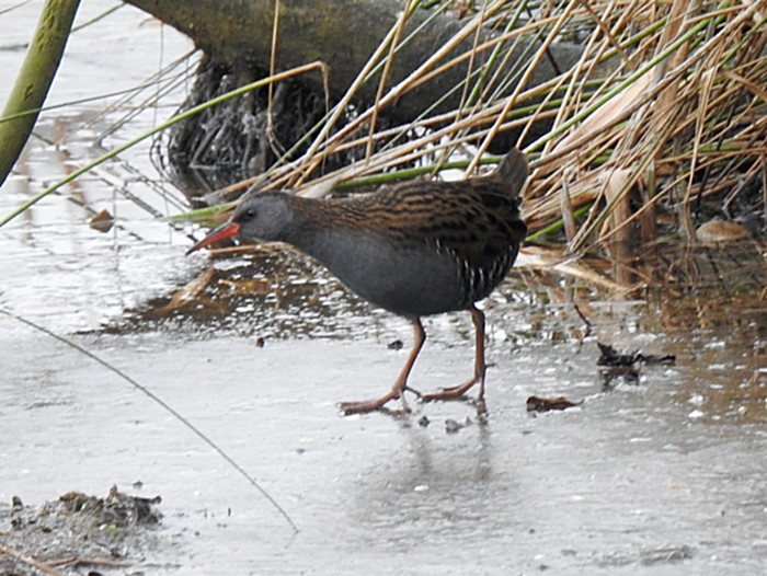 Water Rail