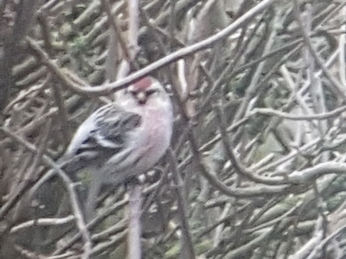 Coues's Arctic Redpoll