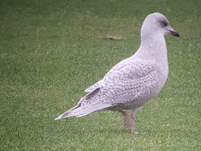 Iceland Gull