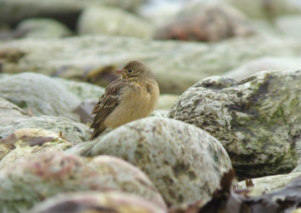 Ortolan Bunting