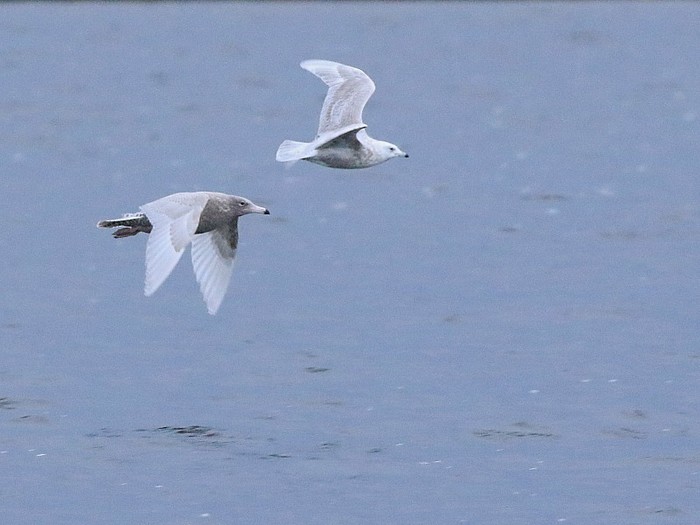 Iceland Gull