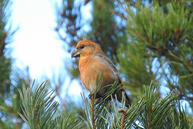 Parrot Crossbill