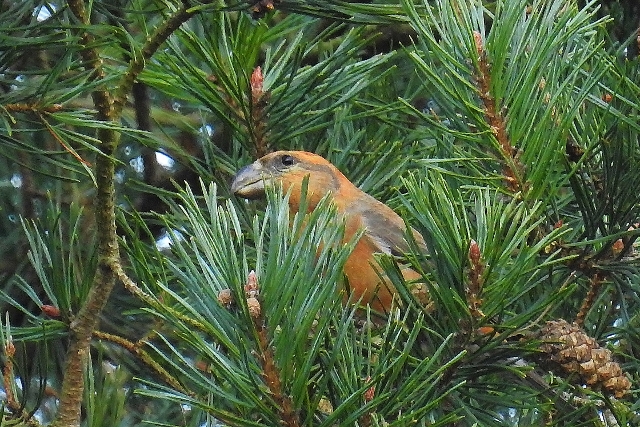Parrot Crossbill