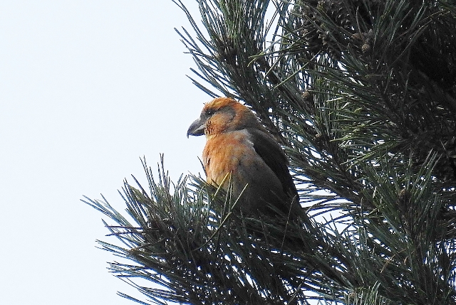 Parrot Crossbill