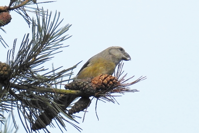 Parrot Crossbill