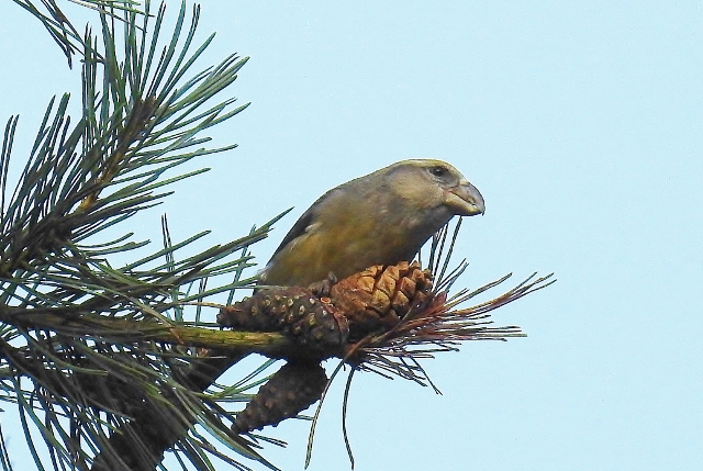 Parrot Crossbill