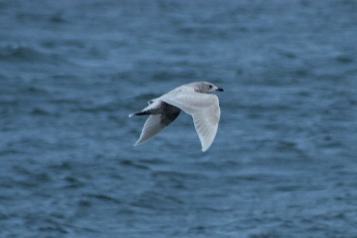 Iceland Gull