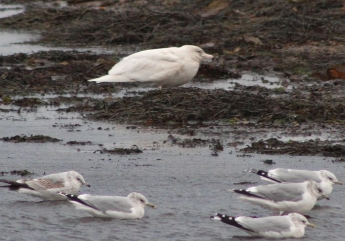 Glaucous Gull