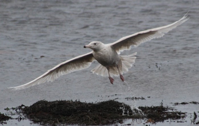 Glaucous Gull