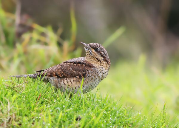 Wryneck