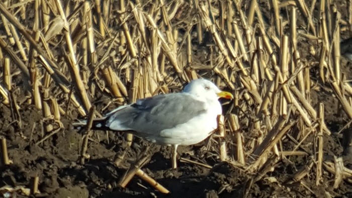 Yellow-legged Gull