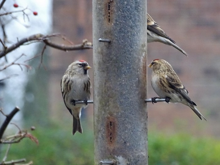 Mealy Redpoll