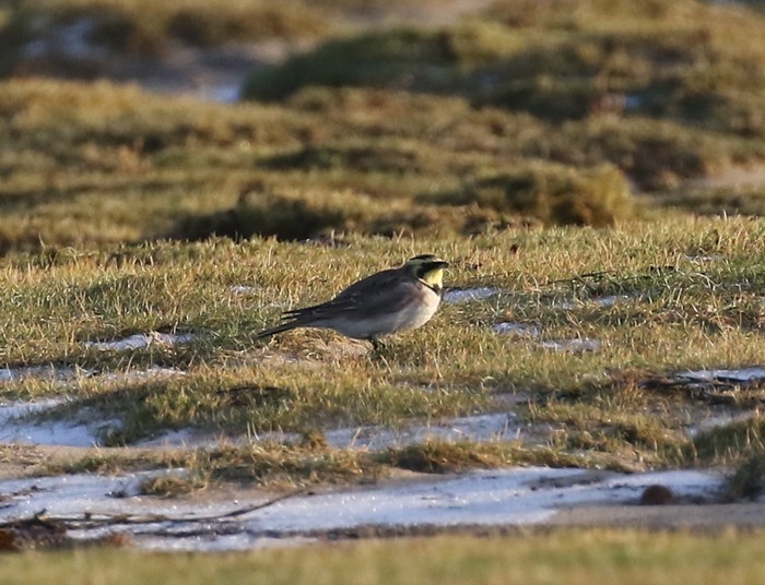 Shorelark