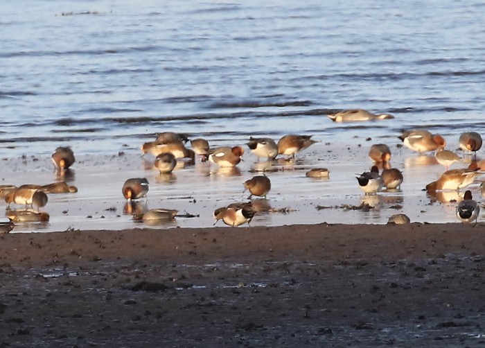 American Wigeon