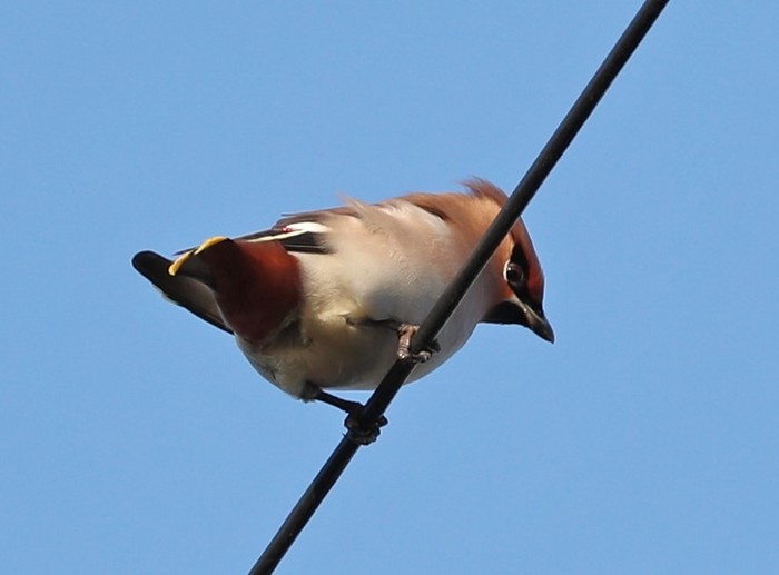 Waxwing