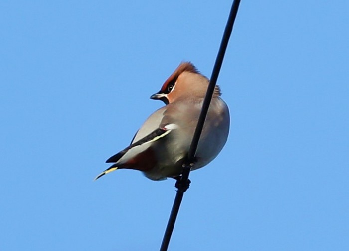 Waxwing