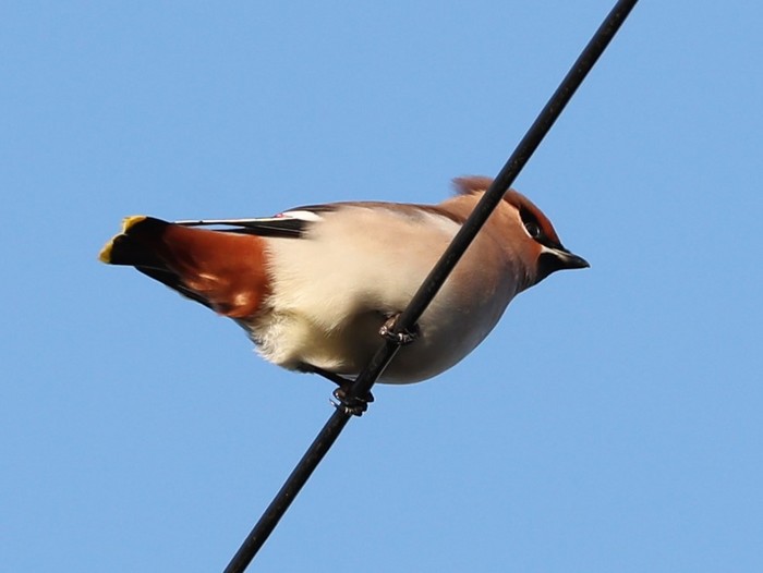 Waxwing