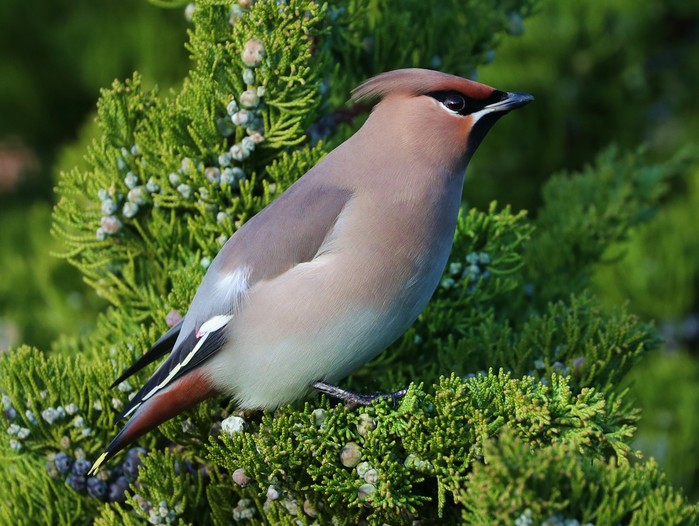 Waxwing