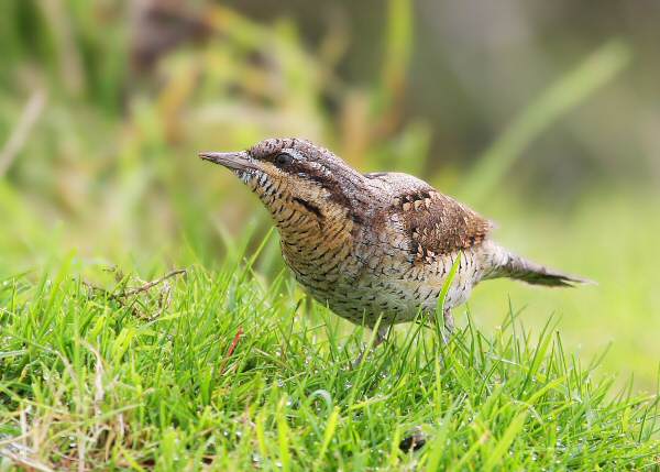 Wryneck