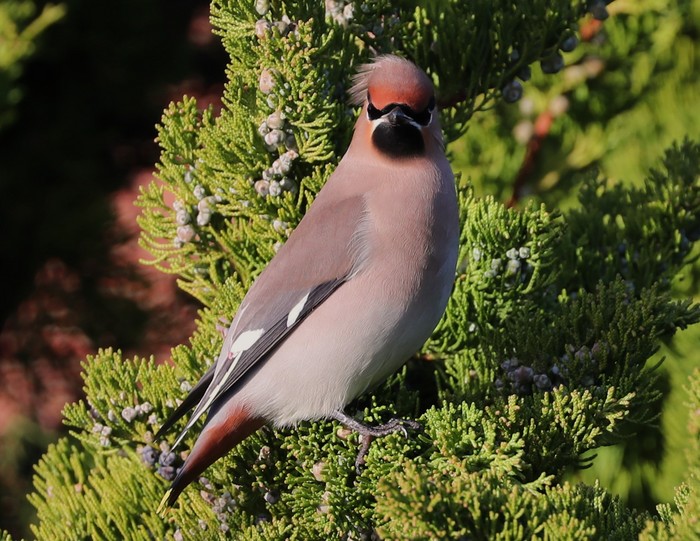 Waxwing